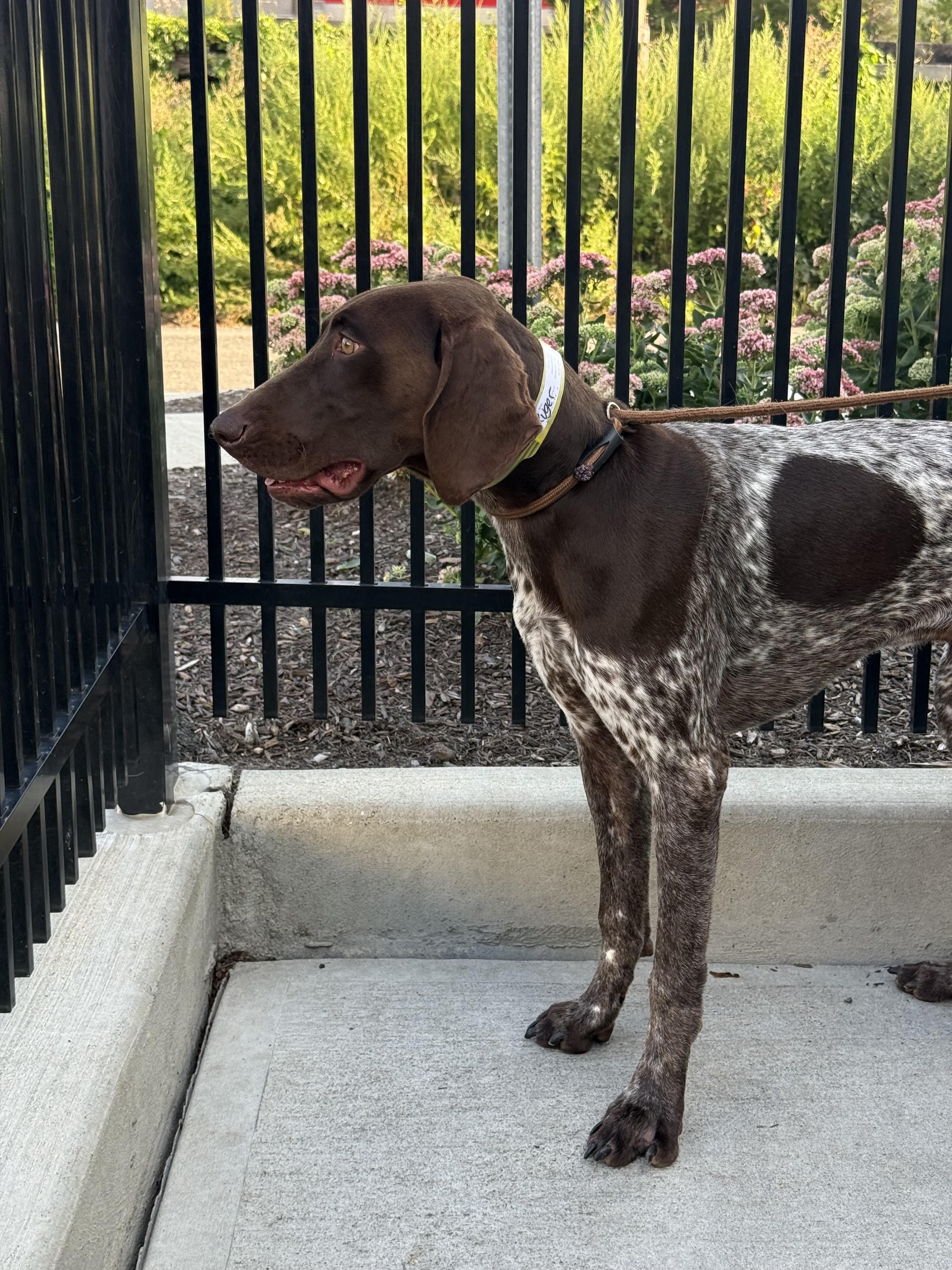 Enlarge Remington, an adopted German Shorthaired Pointer in Milford, CT image 4/4