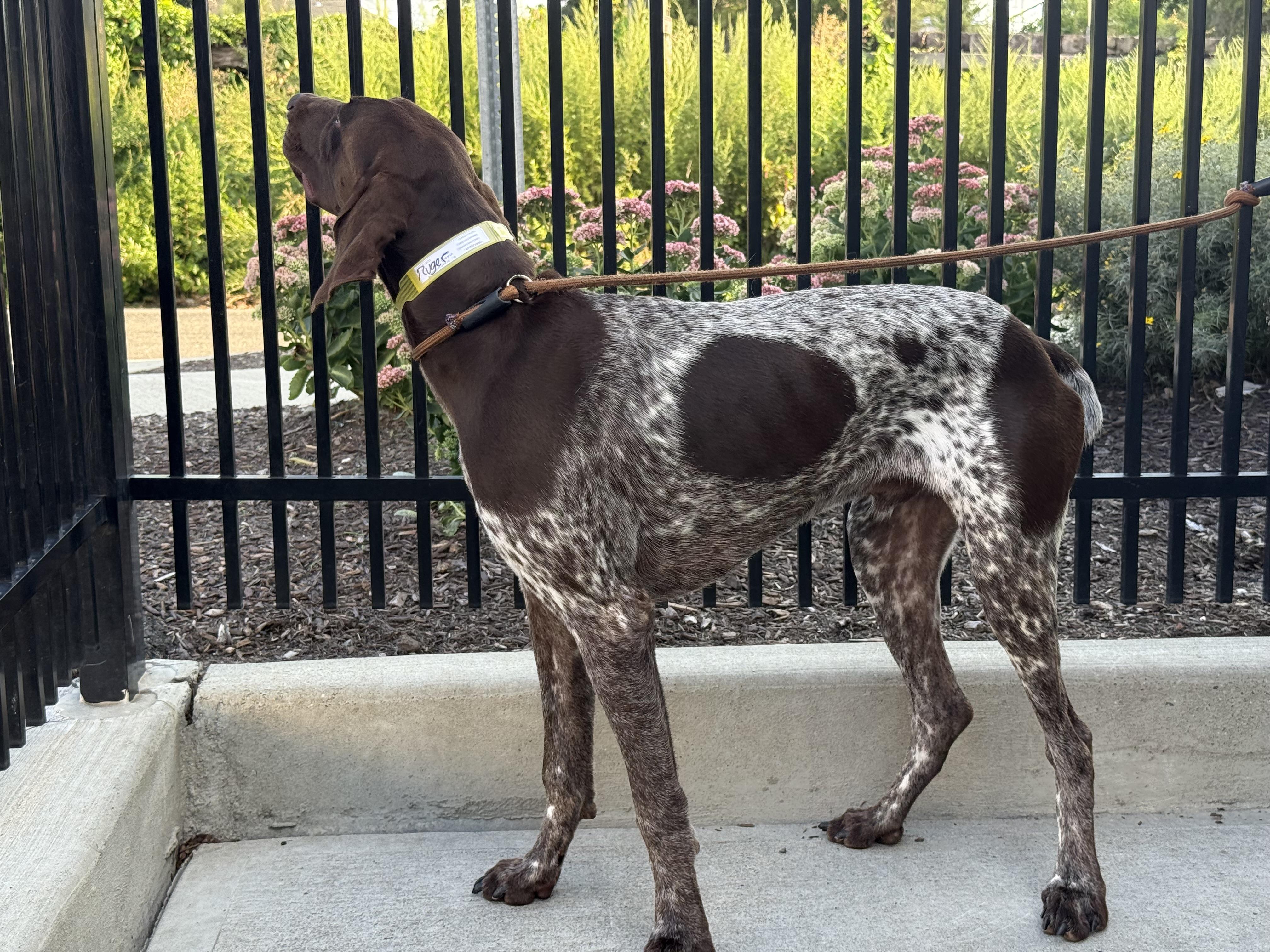 Remington, adopted, Puppy Male German Shorthaired Pointer.
