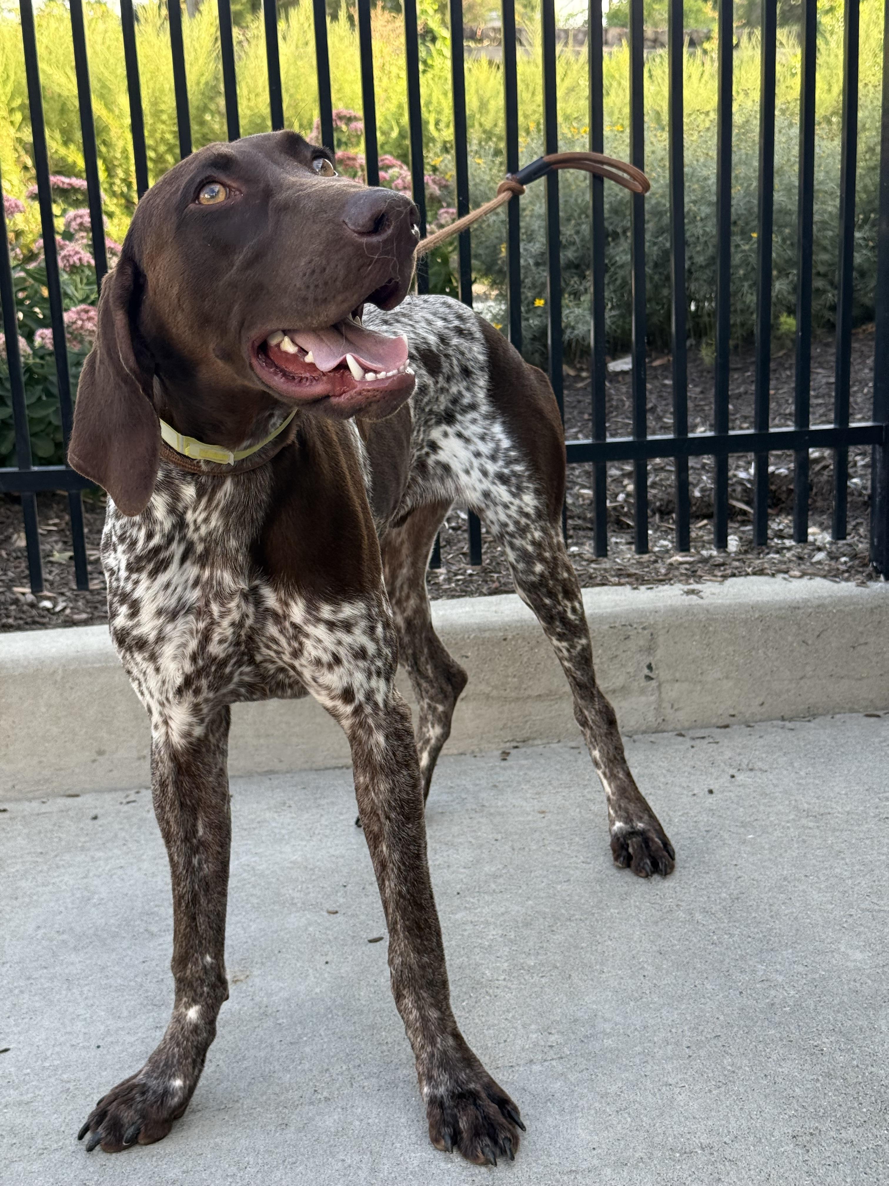 Enlarge Remington, an adopted German Shorthaired Pointer in Milford, CT image 3/4