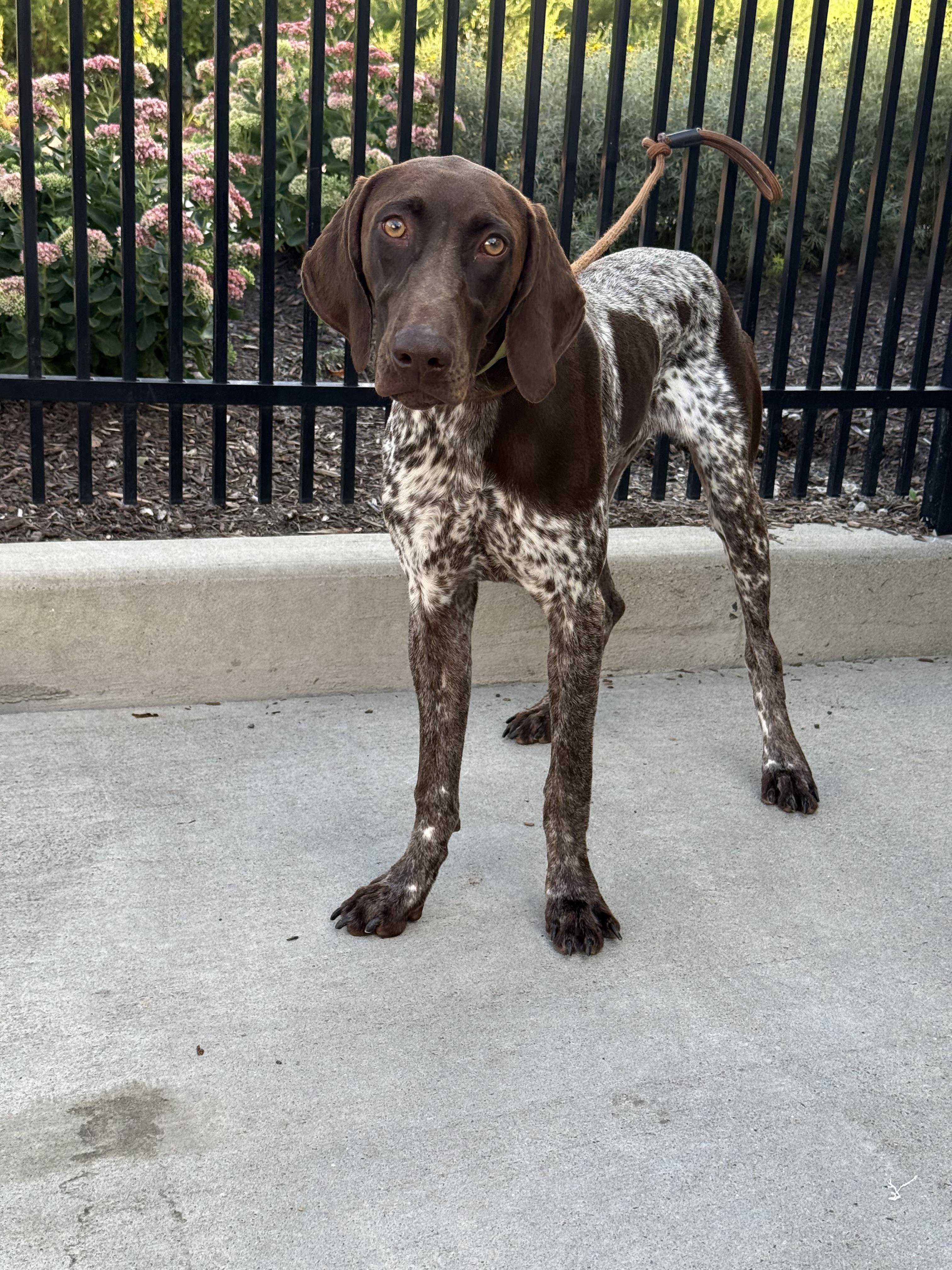 Enlarge Remington, an adopted German Shorthaired Pointer in Milford, CT image 2/4