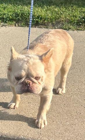 FLUFFY ALVIN, a ADOPTABLE French Bulldog in Elyria, OH image 1/2