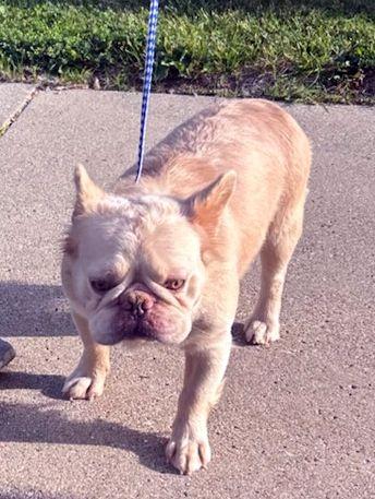 FLUFFY ALVIN, a ADOPTABLE French Bulldog in Elyria, OH image 2/2