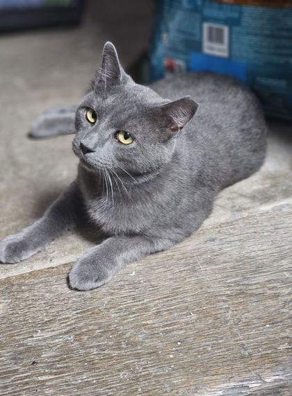 Enlarge Shriek, a Adoptable Domestic Short Hair in Berwick, PA image 1/1