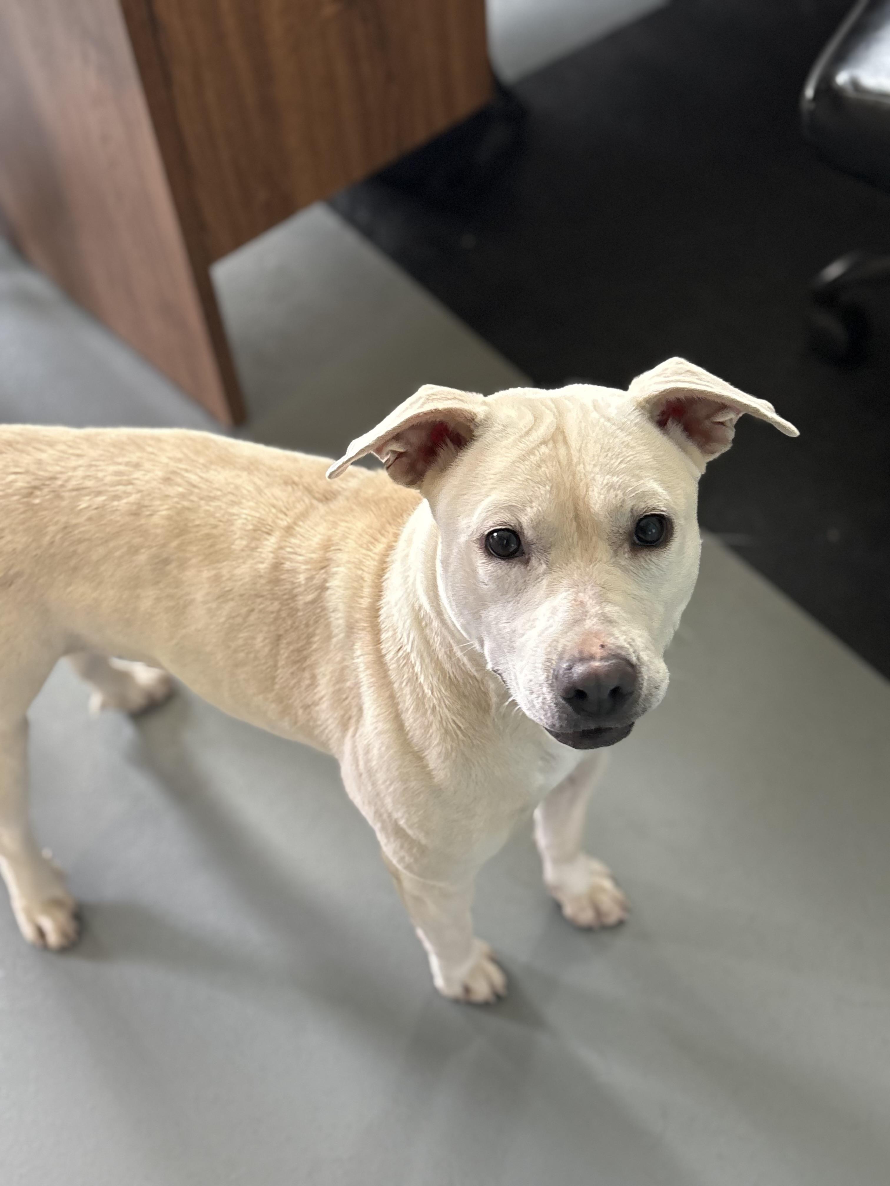 Ava, Adoptable, Young Female Staffordshire Bull Terrier.
