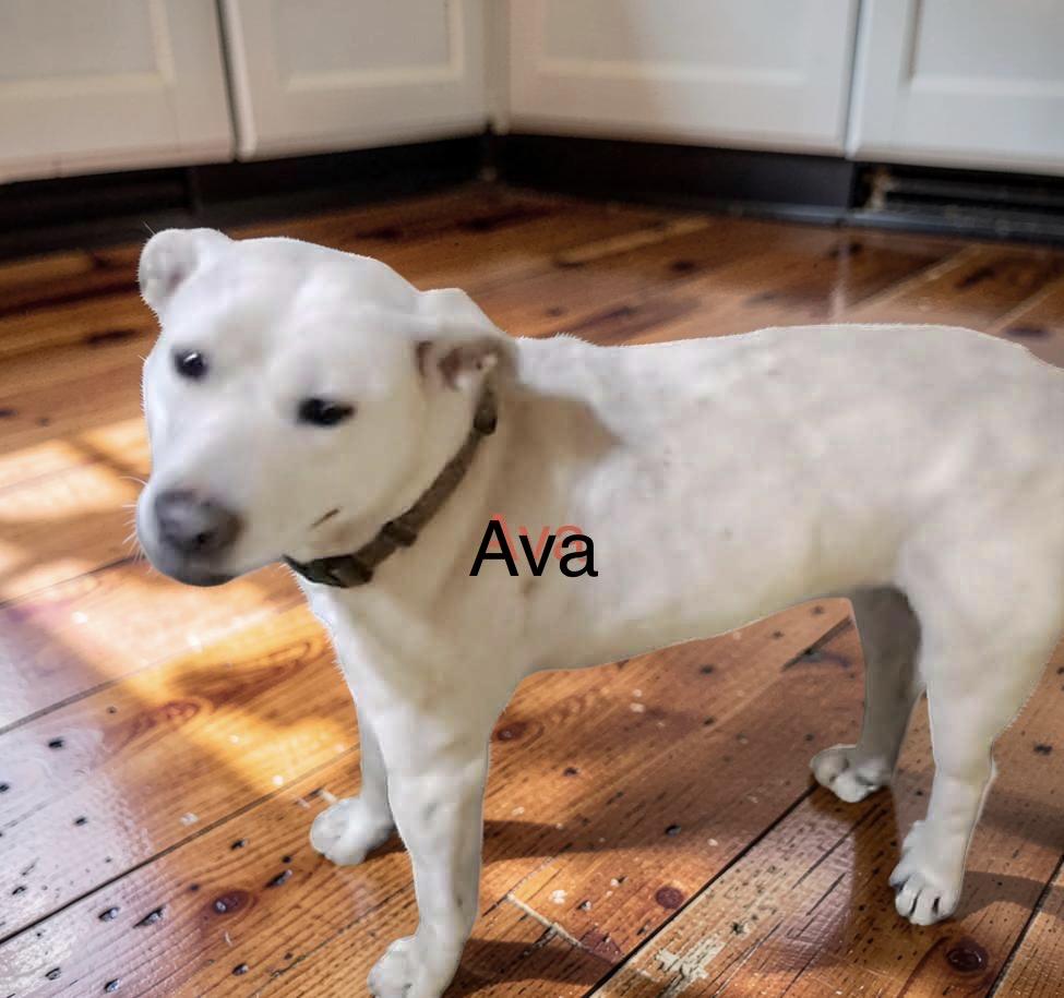 Enlarge Ava, a Adoptable mixed breed in Zimmerman, MN image 3/4