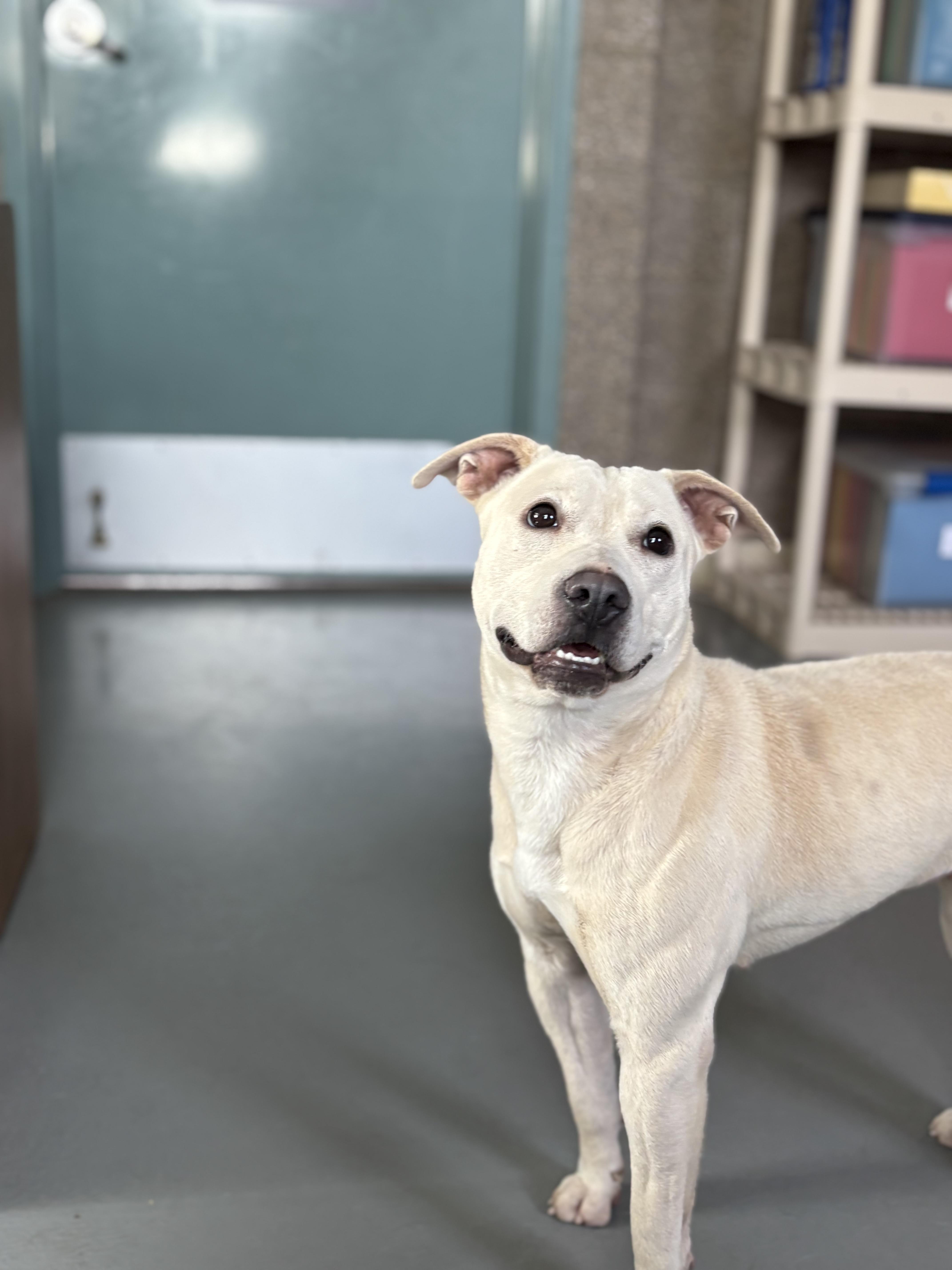 Enlarge Ava, a Adoptable mixed breed in Zimmerman, MN image 4/4