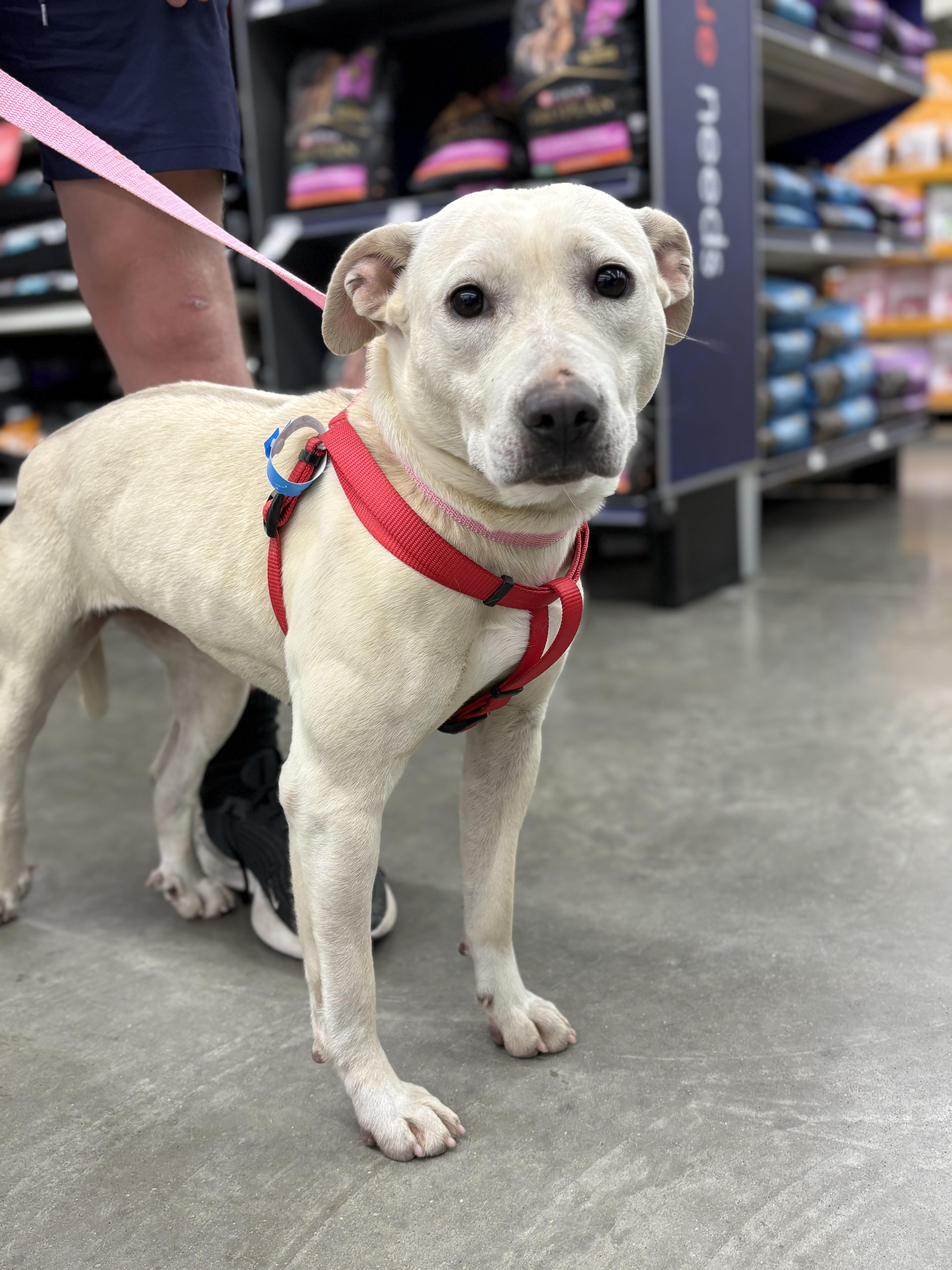 Enlarge Ava, a Adoptable mixed breed in Zimmerman, MN image 2/4