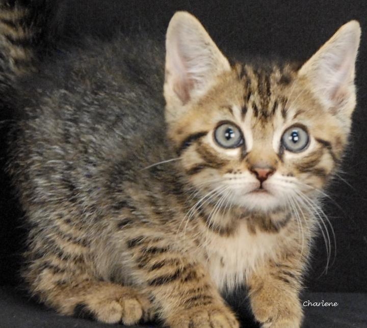 Enlarge Bridge, a Adoptable Domestic Short Hair in Newland, NC image 1/1