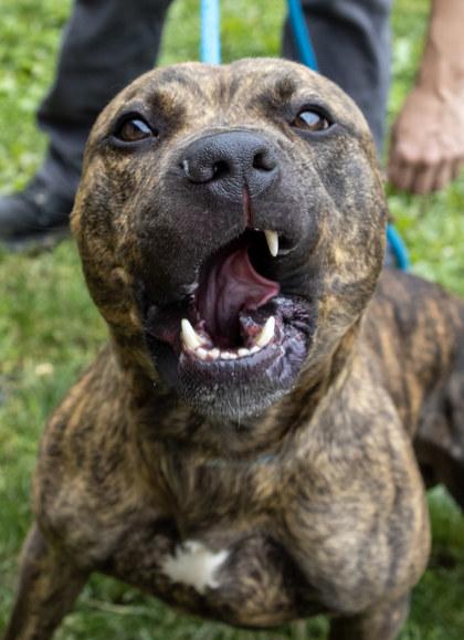 Enlarge Tupac, a Adoptable mixed breed in Fallston, MD image 1/3