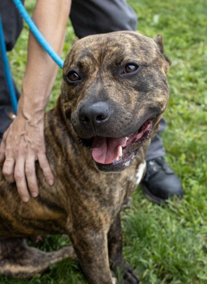 Enlarge Tupac, a Adoptable mixed breed in Fallston, MD image 2/3