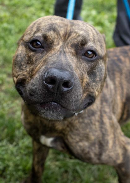 Enlarge Tupac, a Adoptable mixed breed in Fallston, MD image 3/3