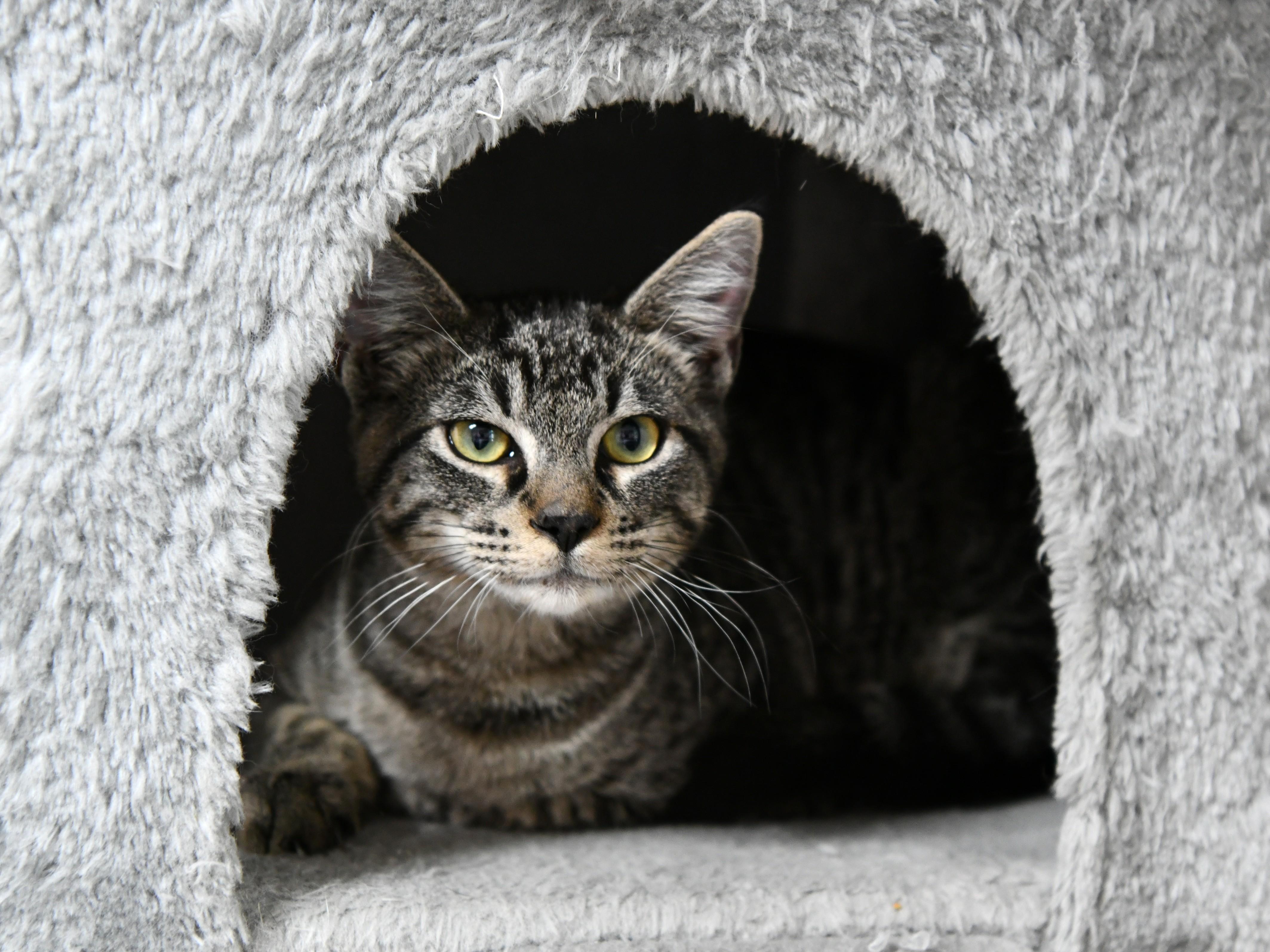 Linus, ADOPTABLE, Young Male Domestic Short Hair.