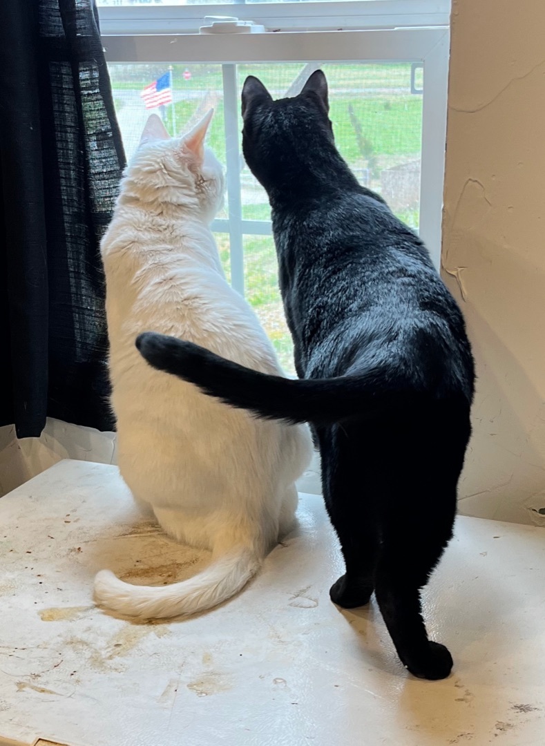 Enlarge Tadpole and Rooster , a Adopted Domestic Short Hair in Clinton, TN image 1/3