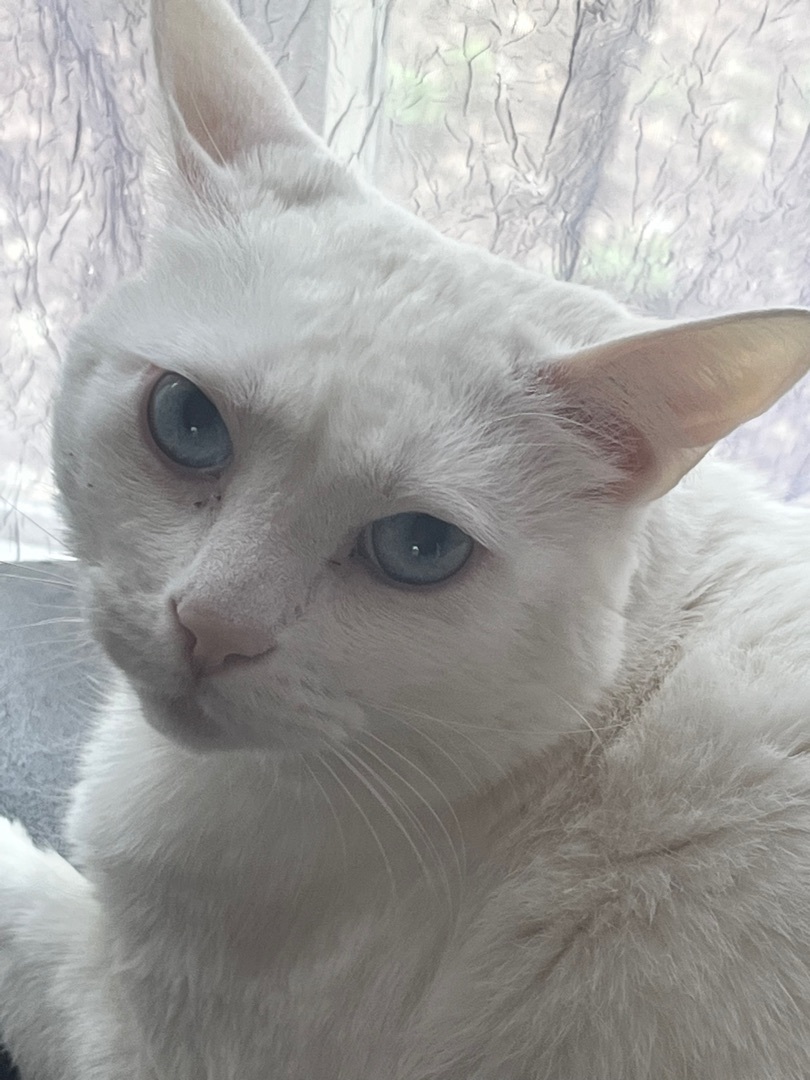 Enlarge Tadpole and Rooster , a Adopted Domestic Short Hair in Clinton, TN image 2/3