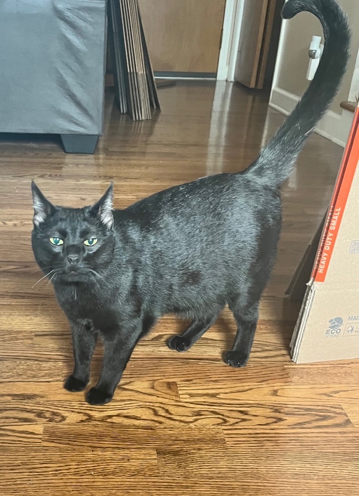 Enlarge Tadpole and Rooster , a Adopted Domestic Short Hair in Clinton, TN image 3/3