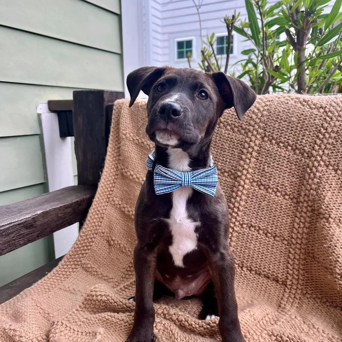 Edisto, ADOPTABLE, Young Male Boxer.