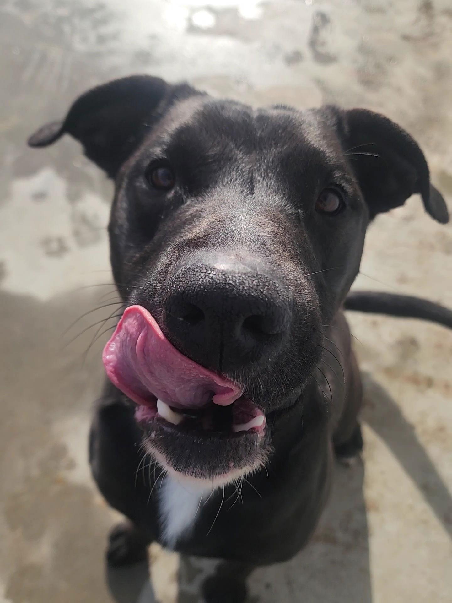 Enlarge Timber, a Adoptable Labrador Retriever in Knoxville, IA image 1/1