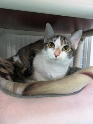 Paisley, Adoptable, Young Female Domestic Short Hair & Domestic Short Hair.