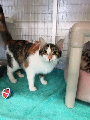 Enlarge Paisley, a Adoptable mixed breed in Elmira, NY image 2/2