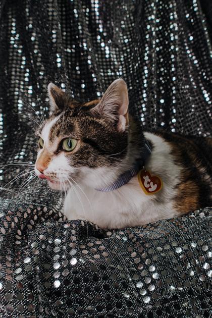 Enlarge Paisley, a Adoptable mixed breed in Elmira, NY image 3/3