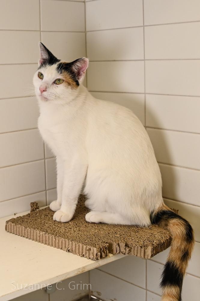 Enlarge Lara, a Adoptable Calico in New Orleans, LA image 1/4