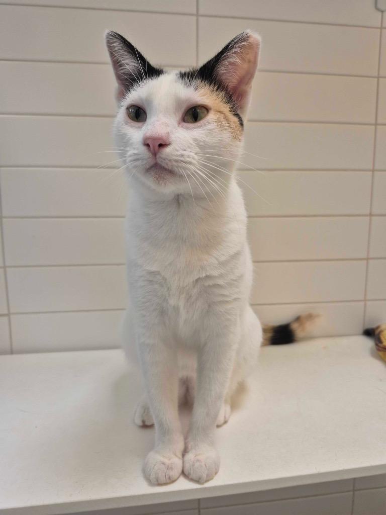 Enlarge Lara, a Adoptable Calico in New Orleans, LA image 4/4