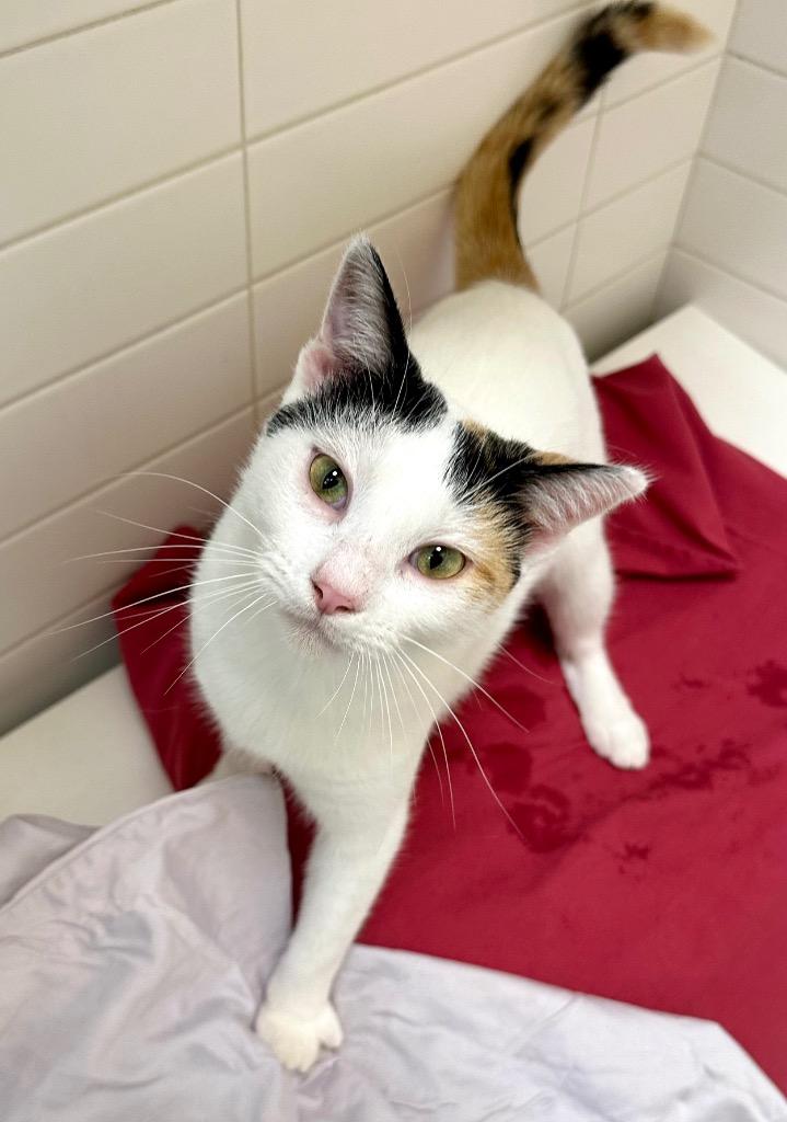 Enlarge Lara, a Adoptable Calico in New Orleans, LA image 2/4
