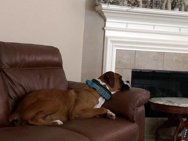 Enlarge Drogo, a Adoptable Boxer in Alvin, TX image 2/3
