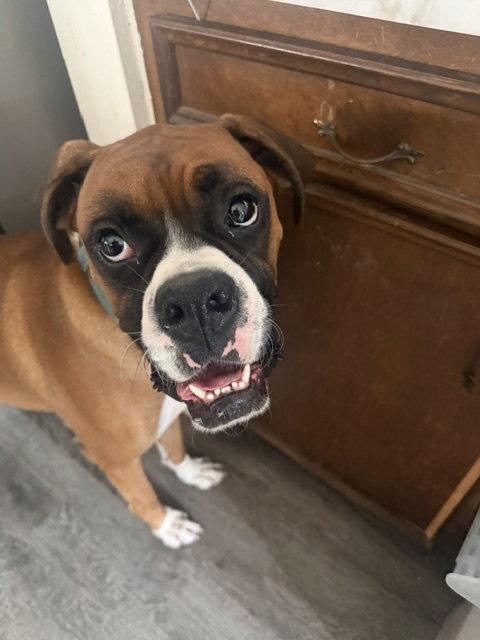 Enlarge Drogo, a Adoptable Boxer in Alvin, TX image 3/3
