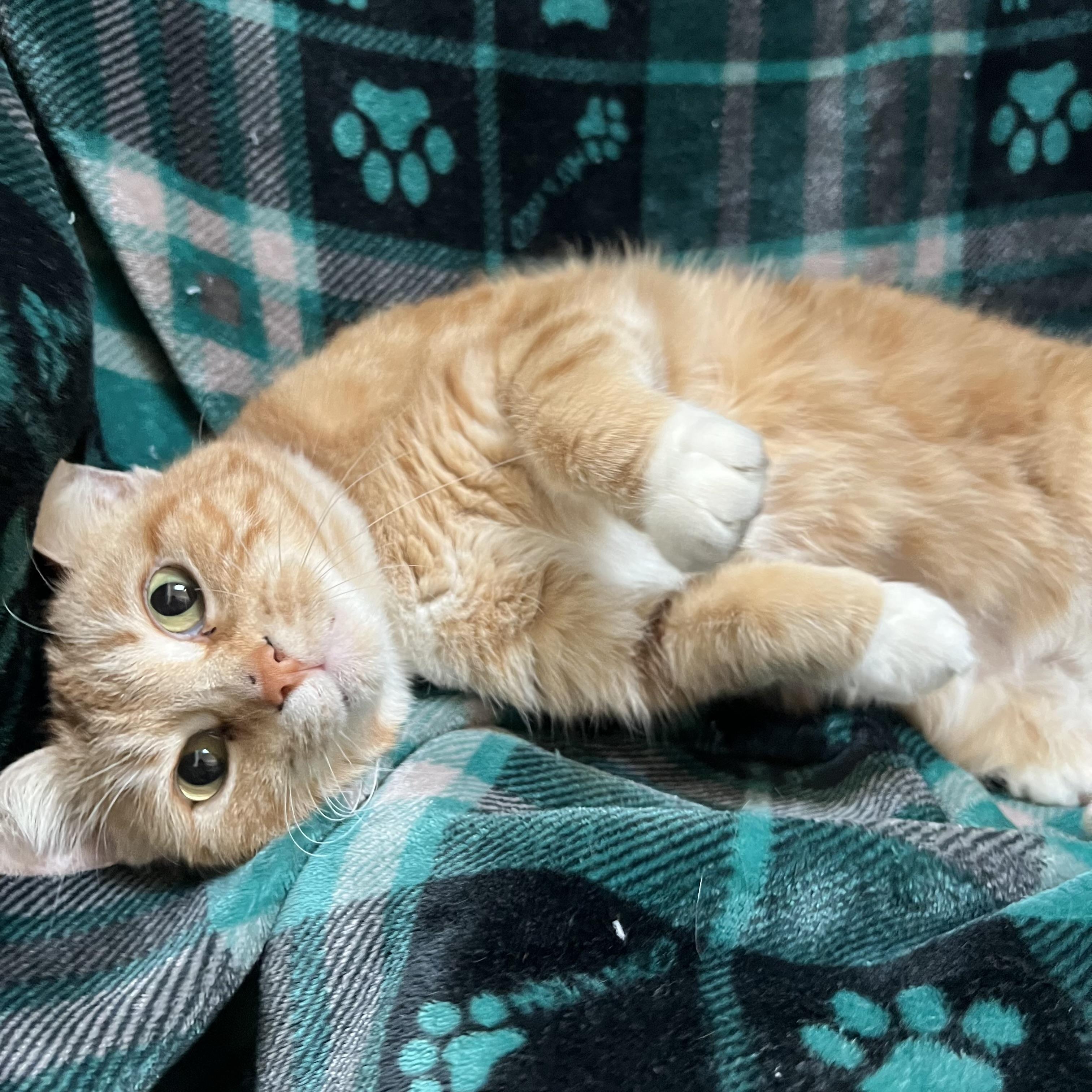 Enlarge Eggnog, a ADOPTABLE Domestic Short Hair in Fairmont, MN image 4/6