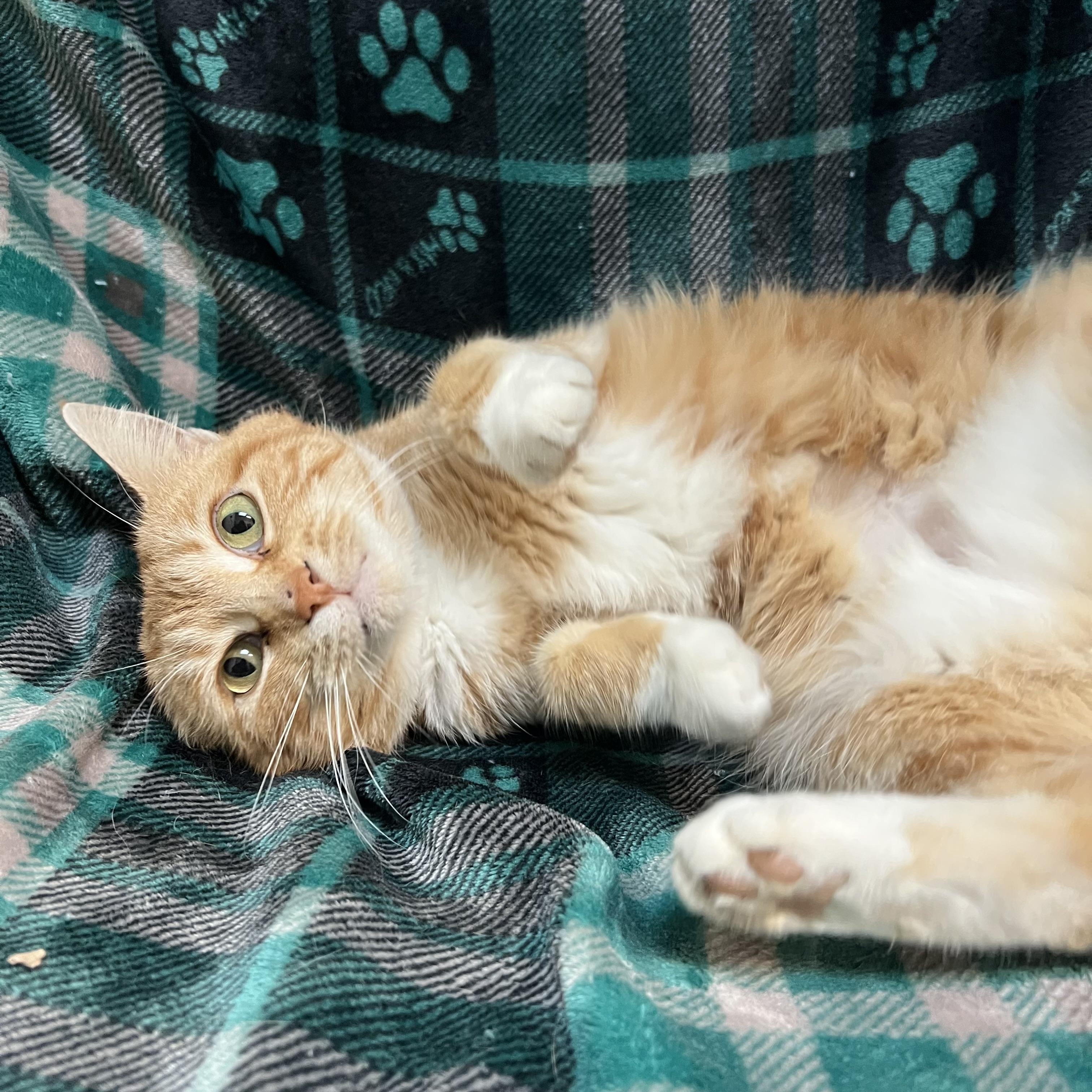 Enlarge Eggnog, a ADOPTABLE Domestic Short Hair in Fairmont, MN image 1/6