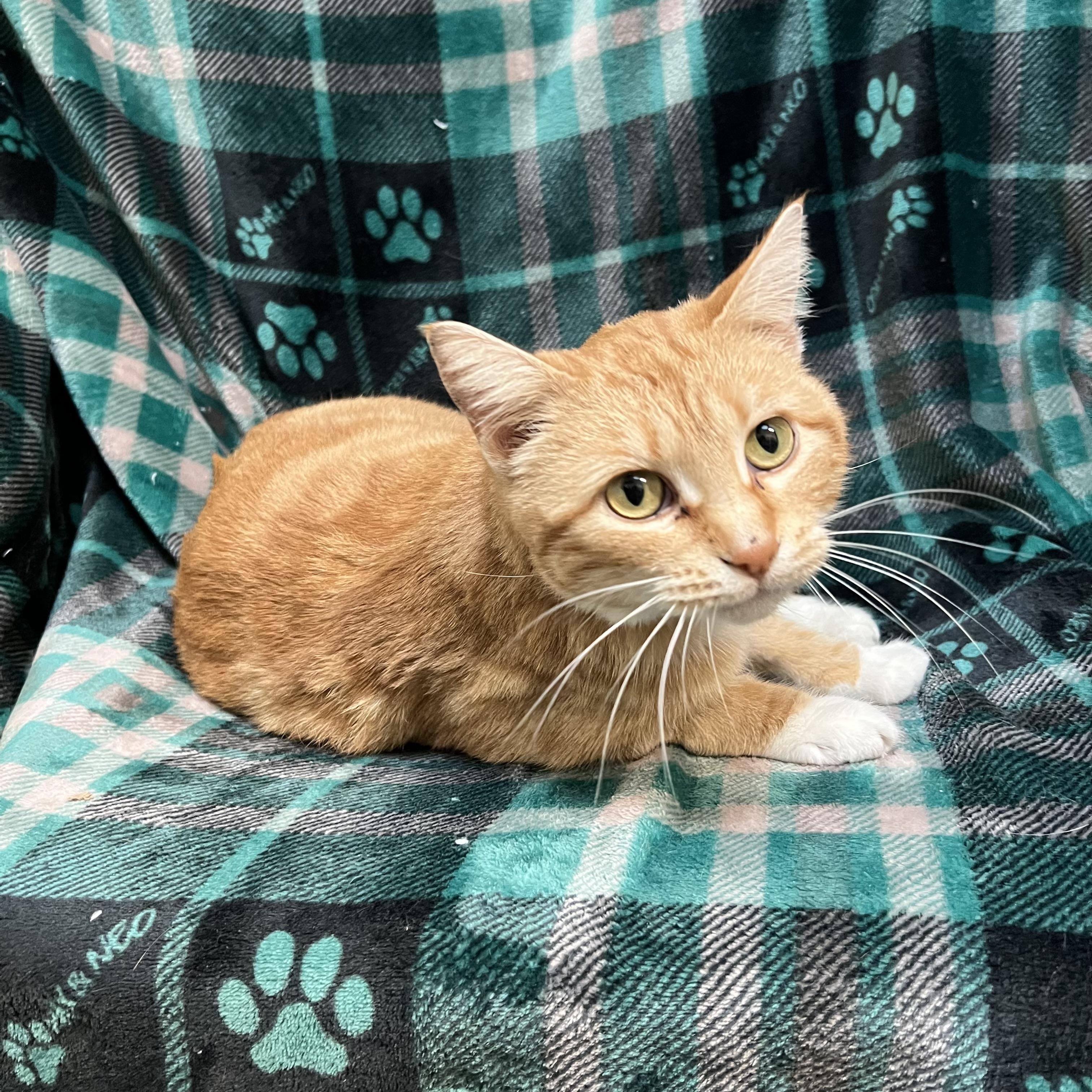Enlarge Eggnog, a ADOPTABLE Domestic Short Hair in Fairmont, MN image 6/6