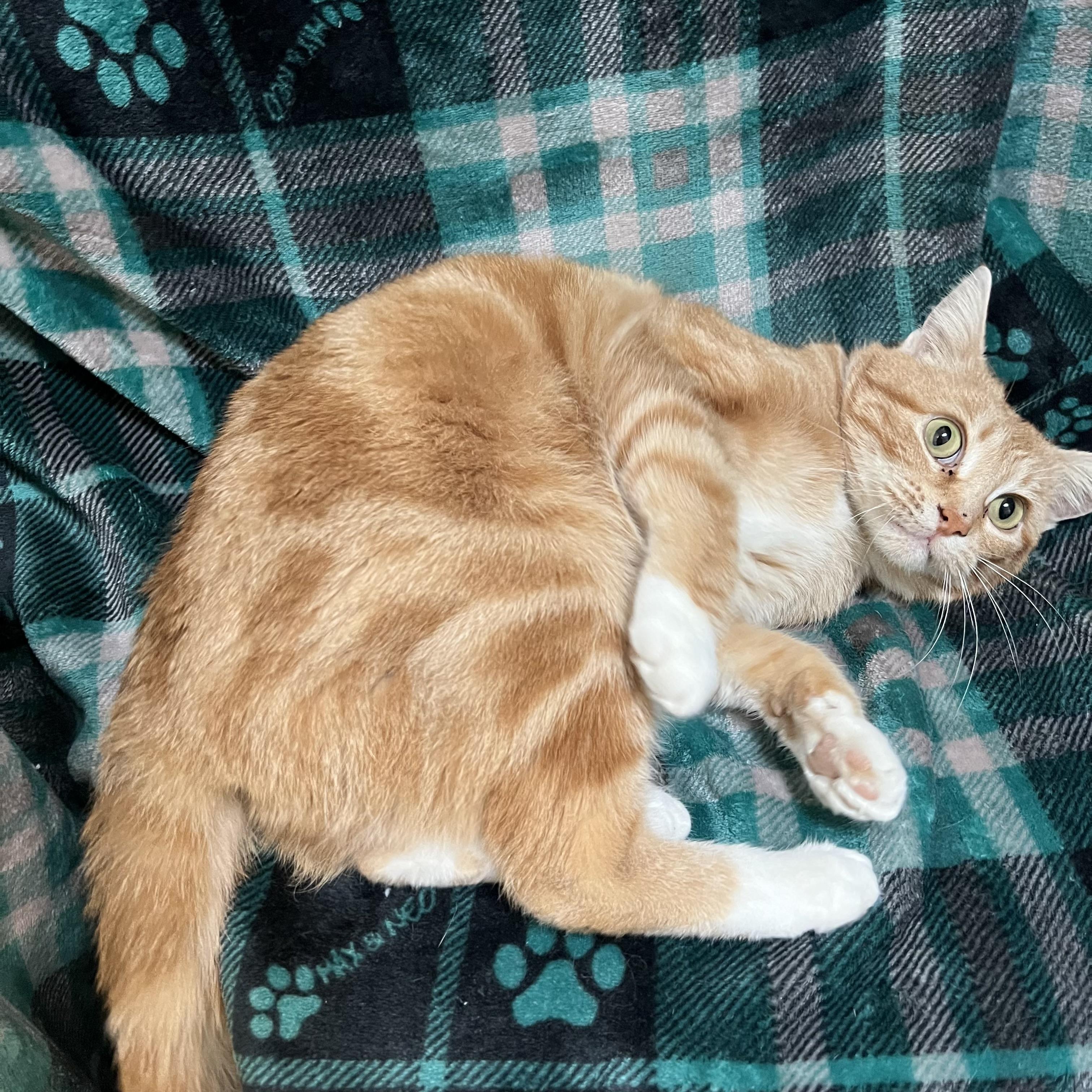 Enlarge Eggnog, a ADOPTABLE Domestic Short Hair in Fairmont, MN image 3/6