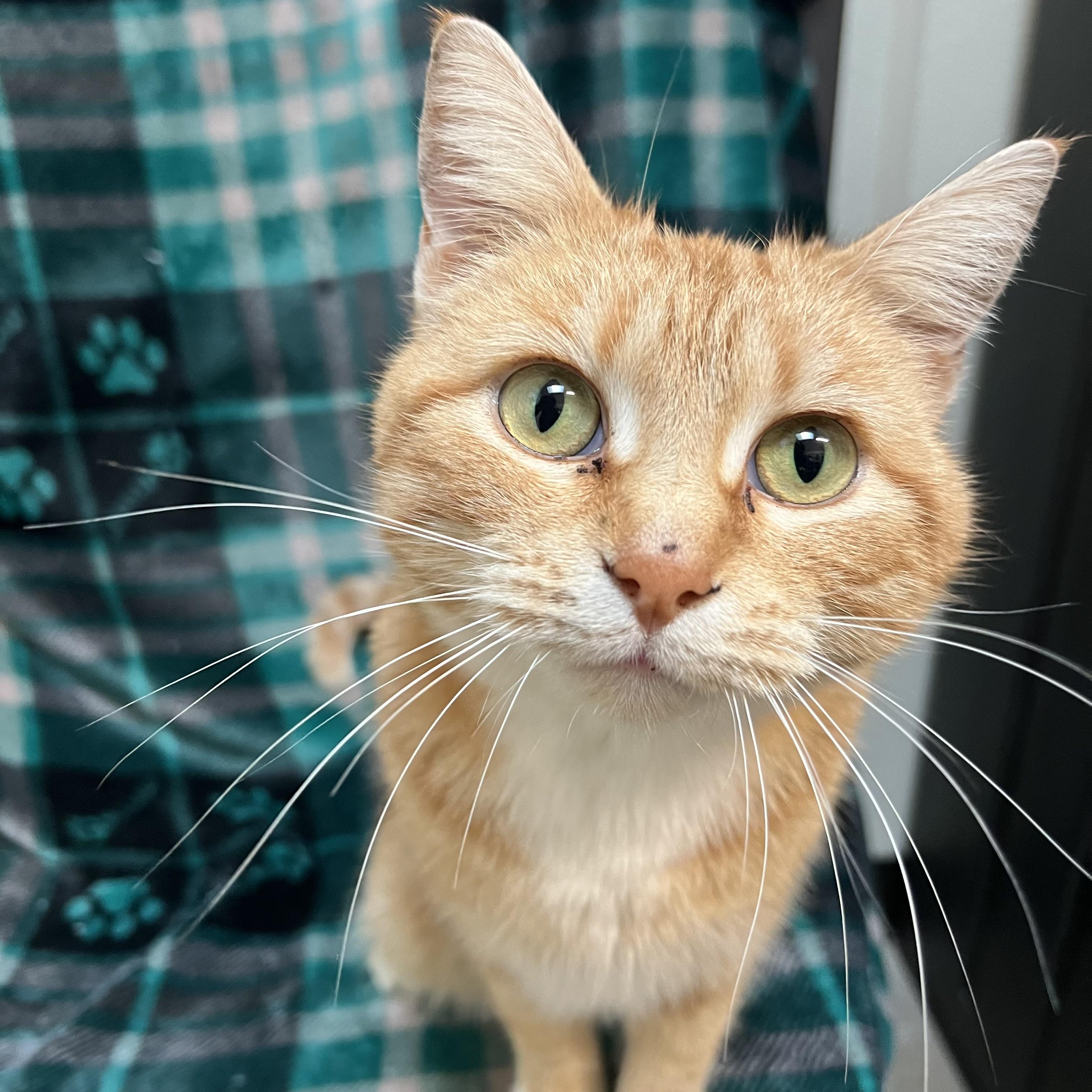 Enlarge Eggnog, a ADOPTABLE Domestic Short Hair in Fairmont, MN image 2/6