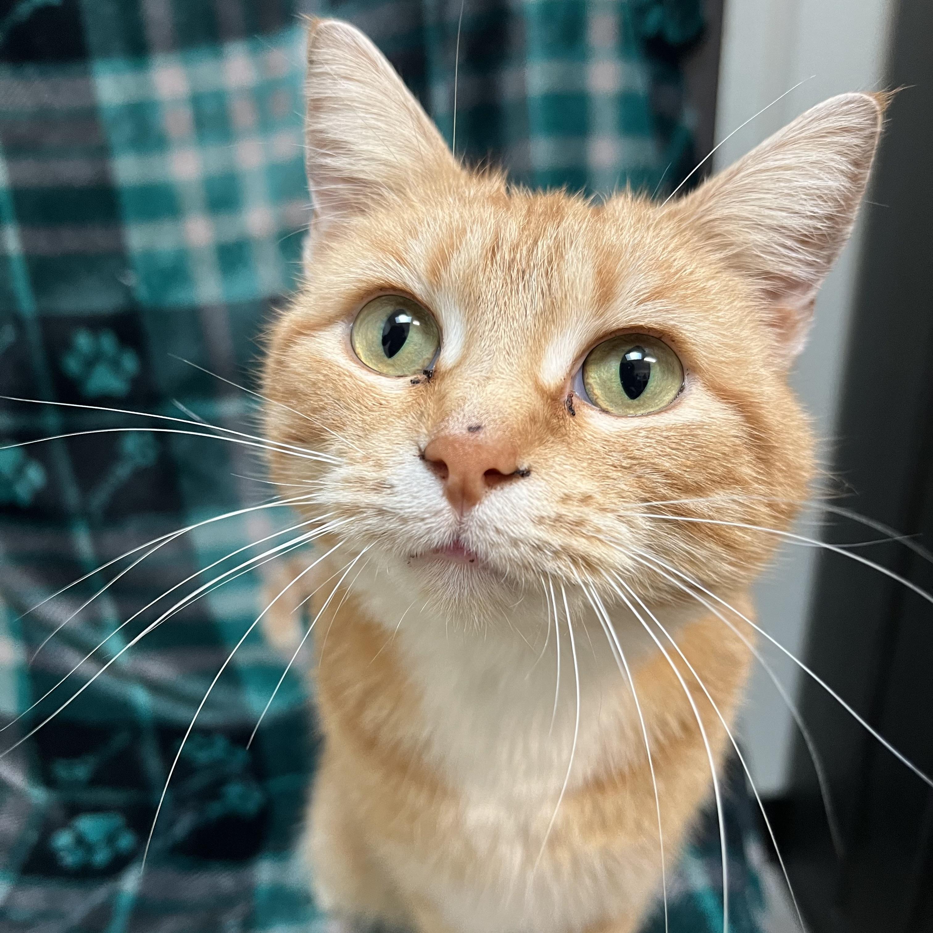 Enlarge Eggnog, a ADOPTABLE Domestic Short Hair in Fairmont, MN image 5/6