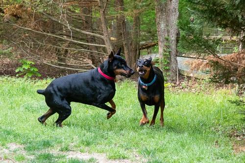 Enlarge PROSECCO, a ADOPTABLE Doberman Pinscher in Greensboro, NC image 6/6