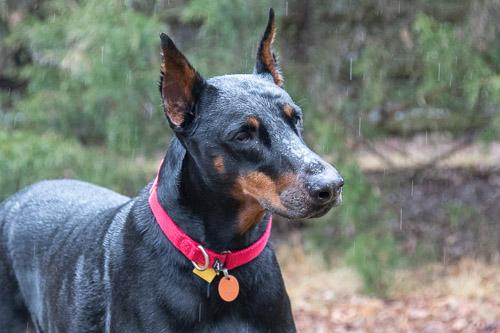 Enlarge PROSECCO, a ADOPTABLE Doberman Pinscher in Greensboro, NC image 1/6