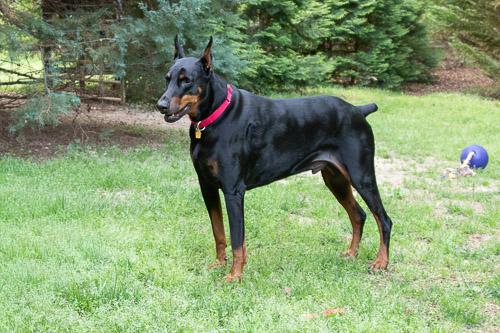 Enlarge PROSECCO, a ADOPTABLE Doberman Pinscher in Greensboro, NC image 2/6