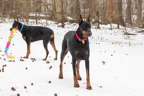 Enlarge PROSECCO, a ADOPTABLE Doberman Pinscher in Greensboro, NC image 6/6