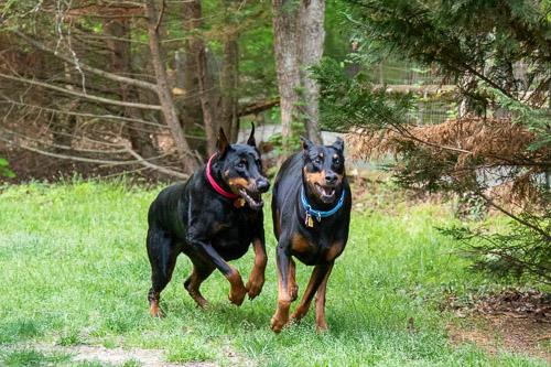 Enlarge PROSECCO, a ADOPTABLE Doberman Pinscher in Greensboro, NC image 4/6