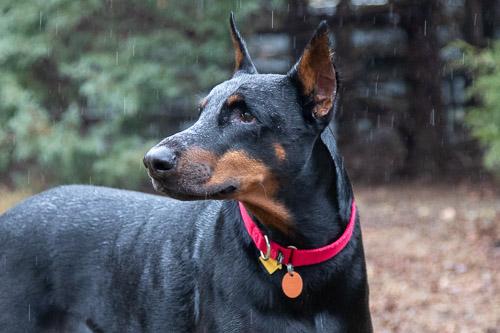 PROSECCO, ADOPTABLE, Senior Male Doberman Pinscher.