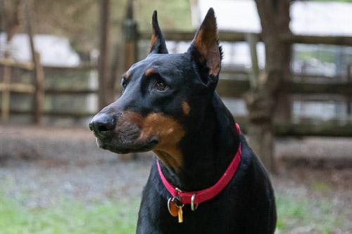 Enlarge PROSECCO, a ADOPTABLE Doberman Pinscher in Greensboro, NC image 3/6