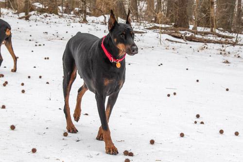 Enlarge PROSECCO, a ADOPTABLE Doberman Pinscher in Greensboro, NC image 3/6