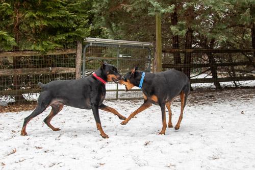 Enlarge PROSECCO, a ADOPTABLE Doberman Pinscher in Greensboro, NC image 4/6