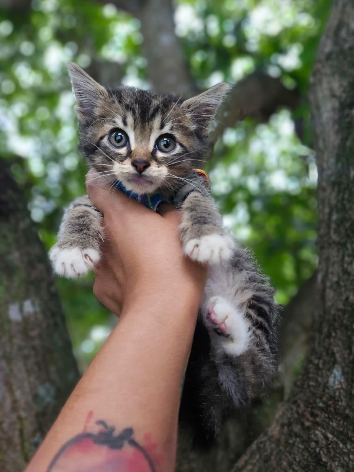Enlarge Flash, a Adoptable Domestic Short Hair in Kissimmee, FL image 3/3