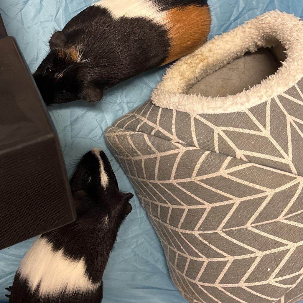 Mal and Gidget, an adopted Guinea Pig in Stokesdale, NC image 3/3