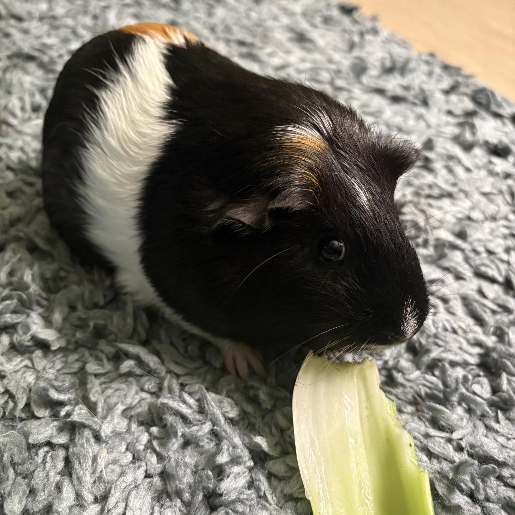 Mal and Gidget, adopted, Adult Female Guinea Pig.