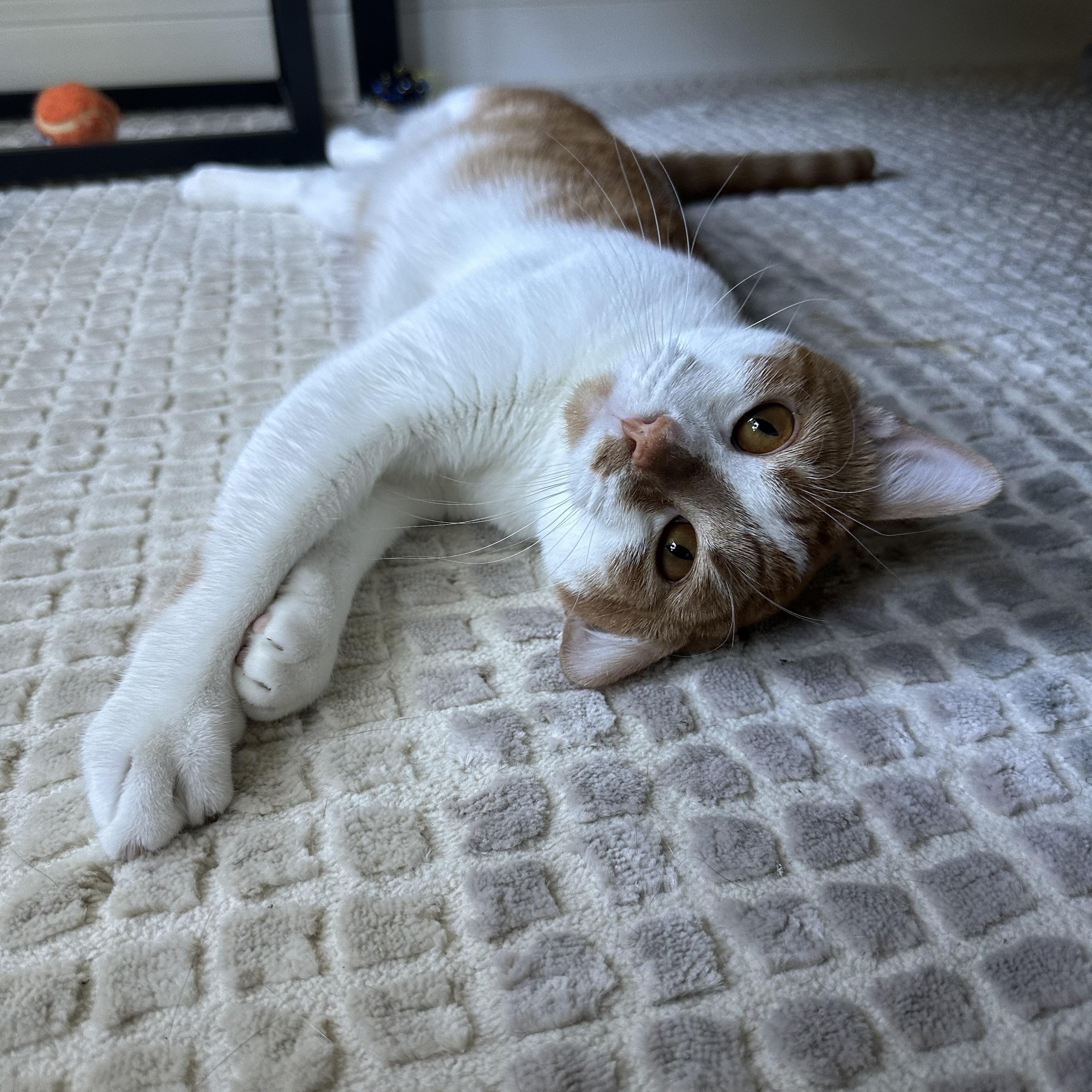 Grainger, Adoptable, Adult Male Domestic Short Hair.