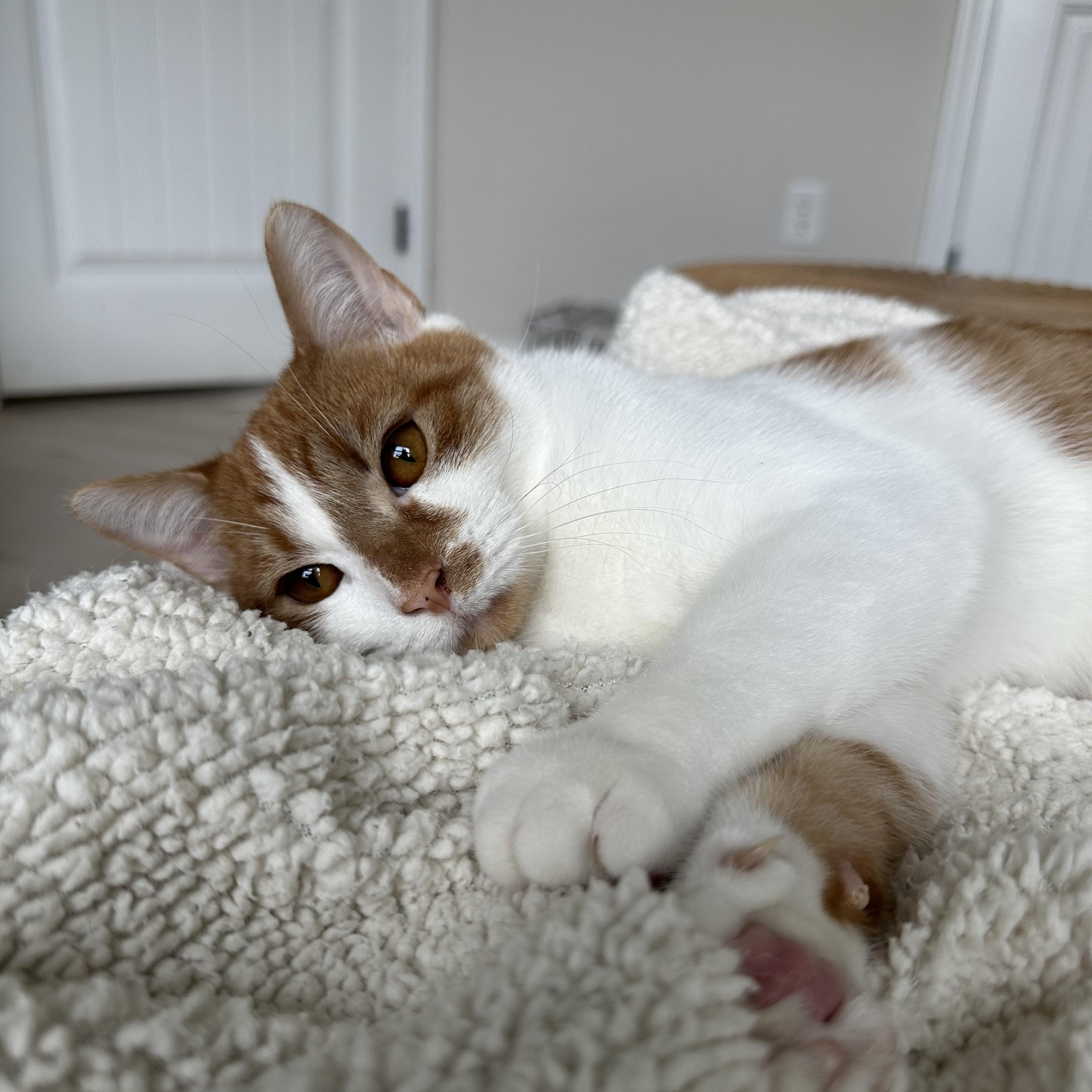 Enlarge Grainger, a Adoptable Domestic Short Hair in Savannah, GA image 2/6