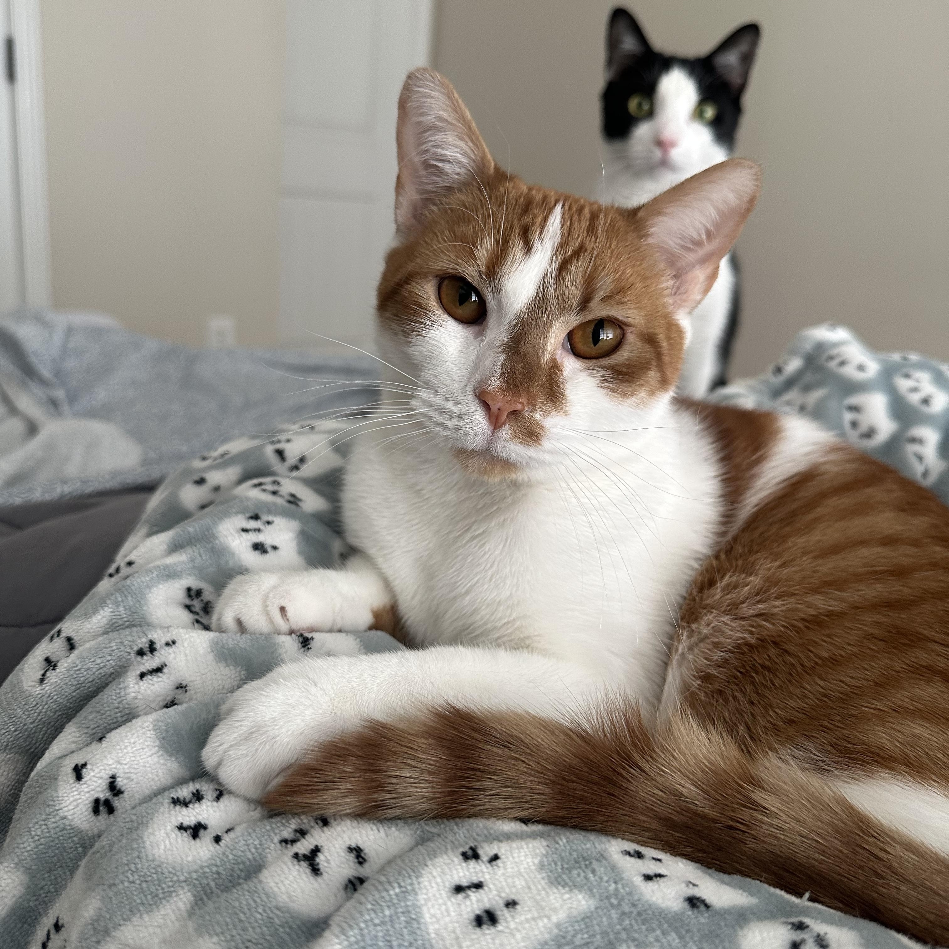 Enlarge Grainger, a Adoptable Domestic Short Hair in Savannah, GA image 3/6